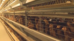 Application of heat pump unit in agriculture and animal hus